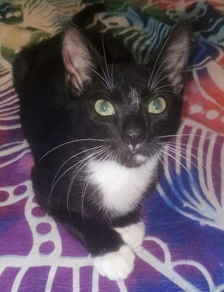 Sam, a Adoptable Domestic Short Hair in DELTONA, FL image 1/6