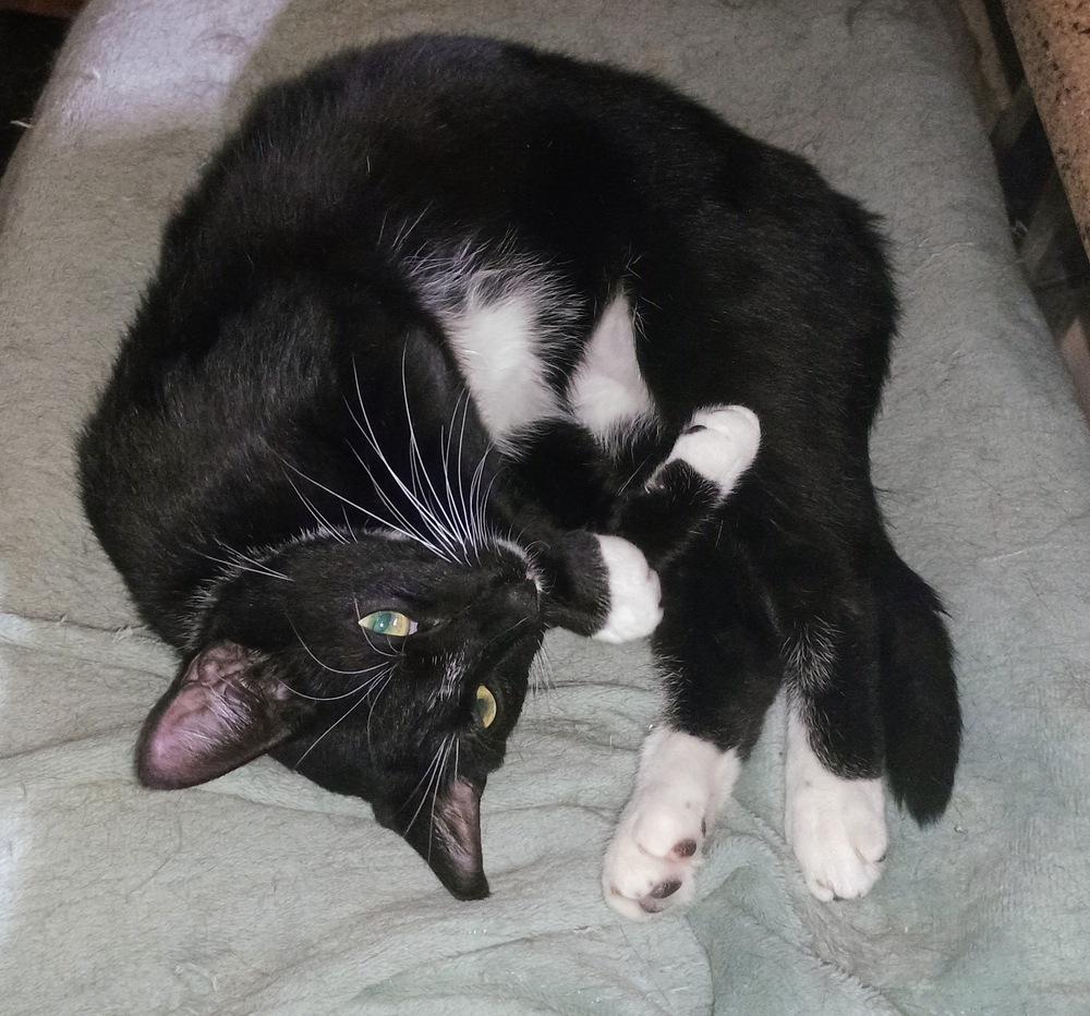 Sam, a Adoptable Domestic Short Hair in DELTONA, FL image 2/6