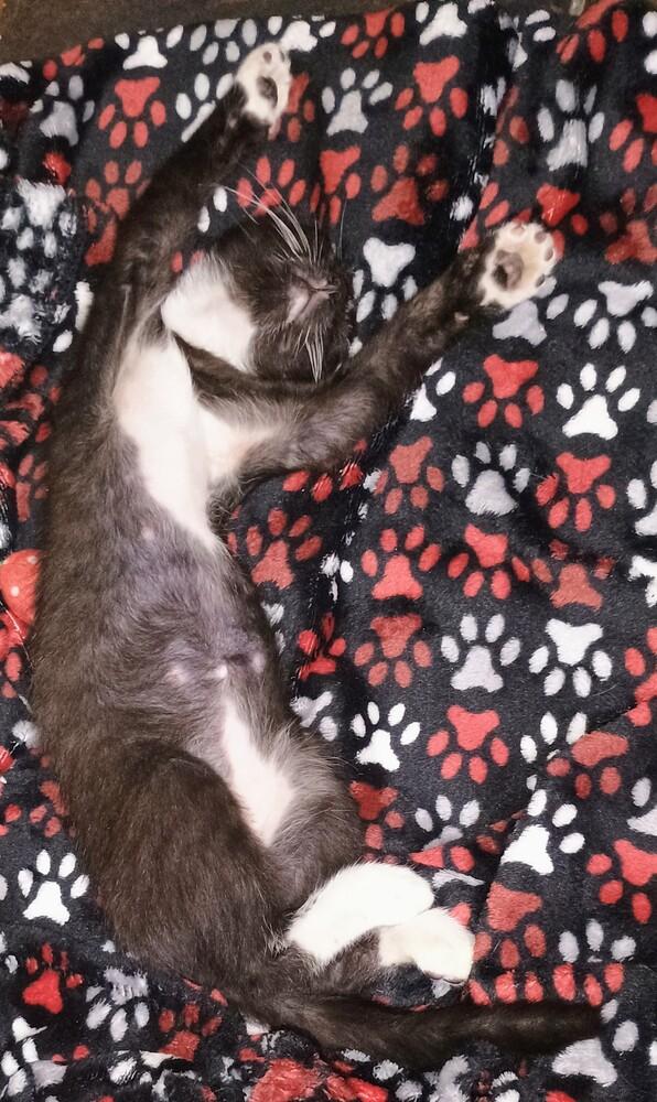 Sam, a Adoptable Domestic Short Hair in DELTONA, FL image 3/6