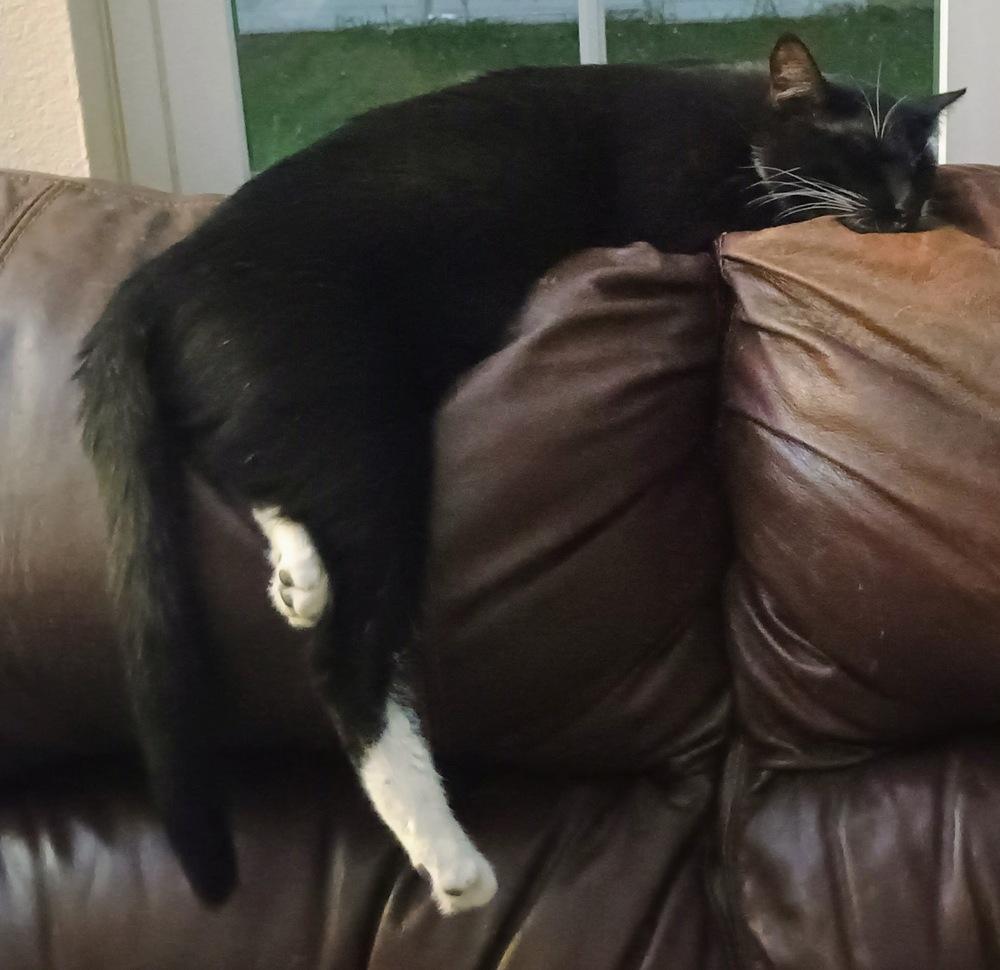 Sam, a Adoptable Domestic Short Hair in DELTONA, FL image 4/6