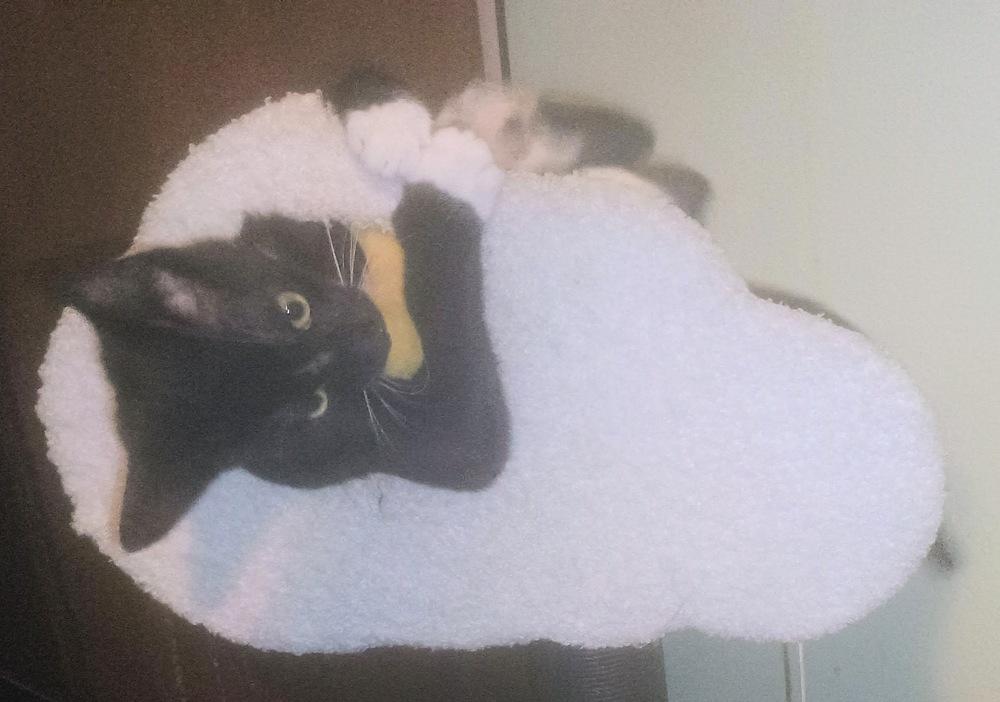 Sam, a Adoptable Domestic Short Hair in DELTONA, FL image 5/6