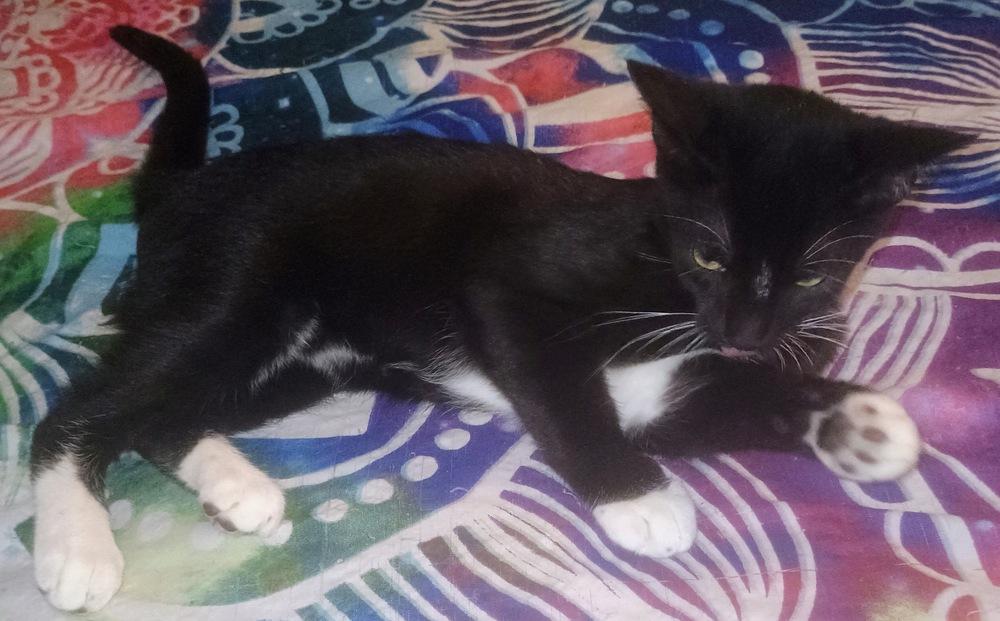 Sam, a Adoptable Domestic Short Hair in DELTONA, FL image 6/6