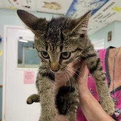 Enlarge Krystal, a Adoptable Domestic Short Hair in Marble, NC image 1/2