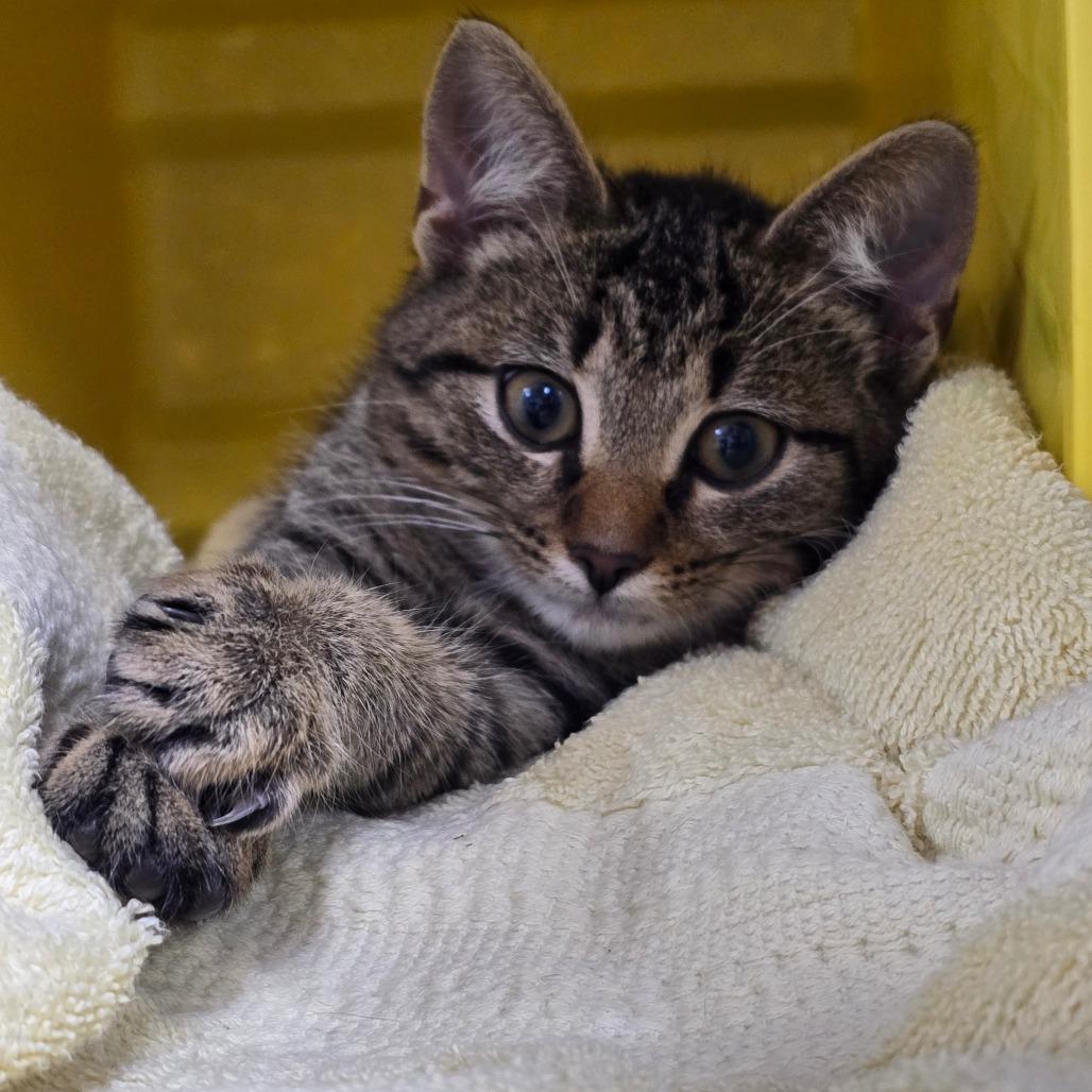 Enlarge Krystal, a Adoptable Domestic Short Hair in Marble, NC image 2/2