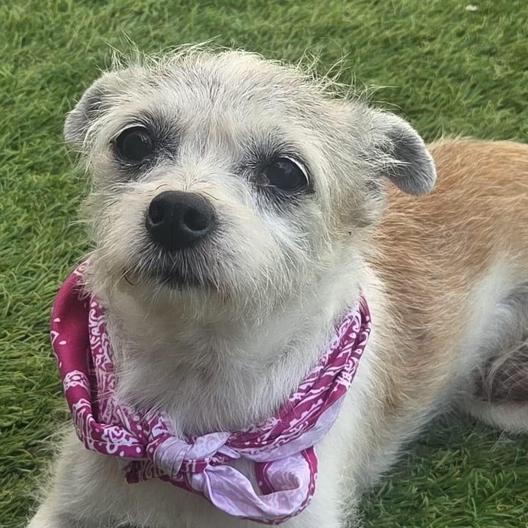 Enlarge Mini, a Adoptable Terrier in Levittown , PA image 2/5
