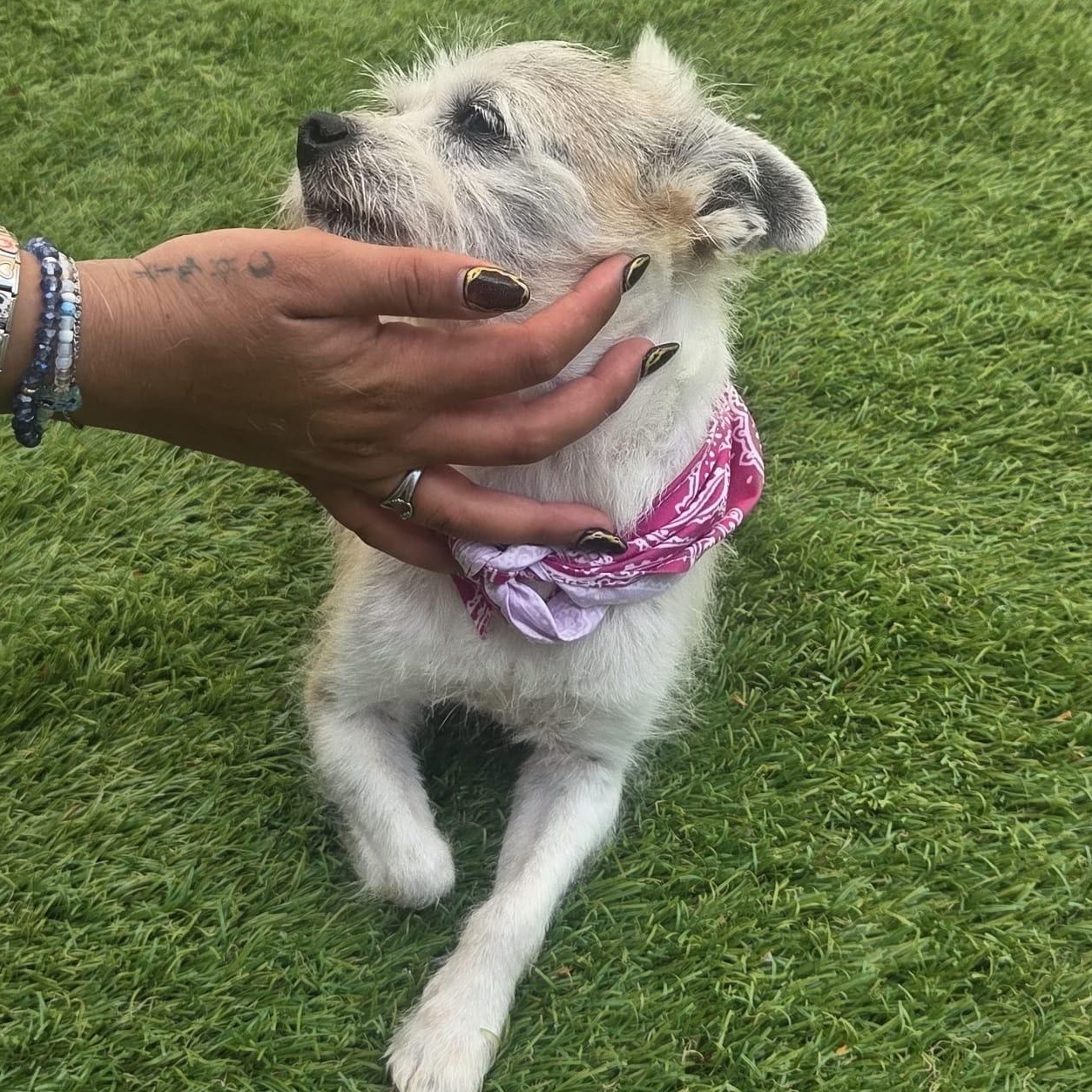 Enlarge Mini, a Adoptable Terrier in Levittown , PA image 5/5