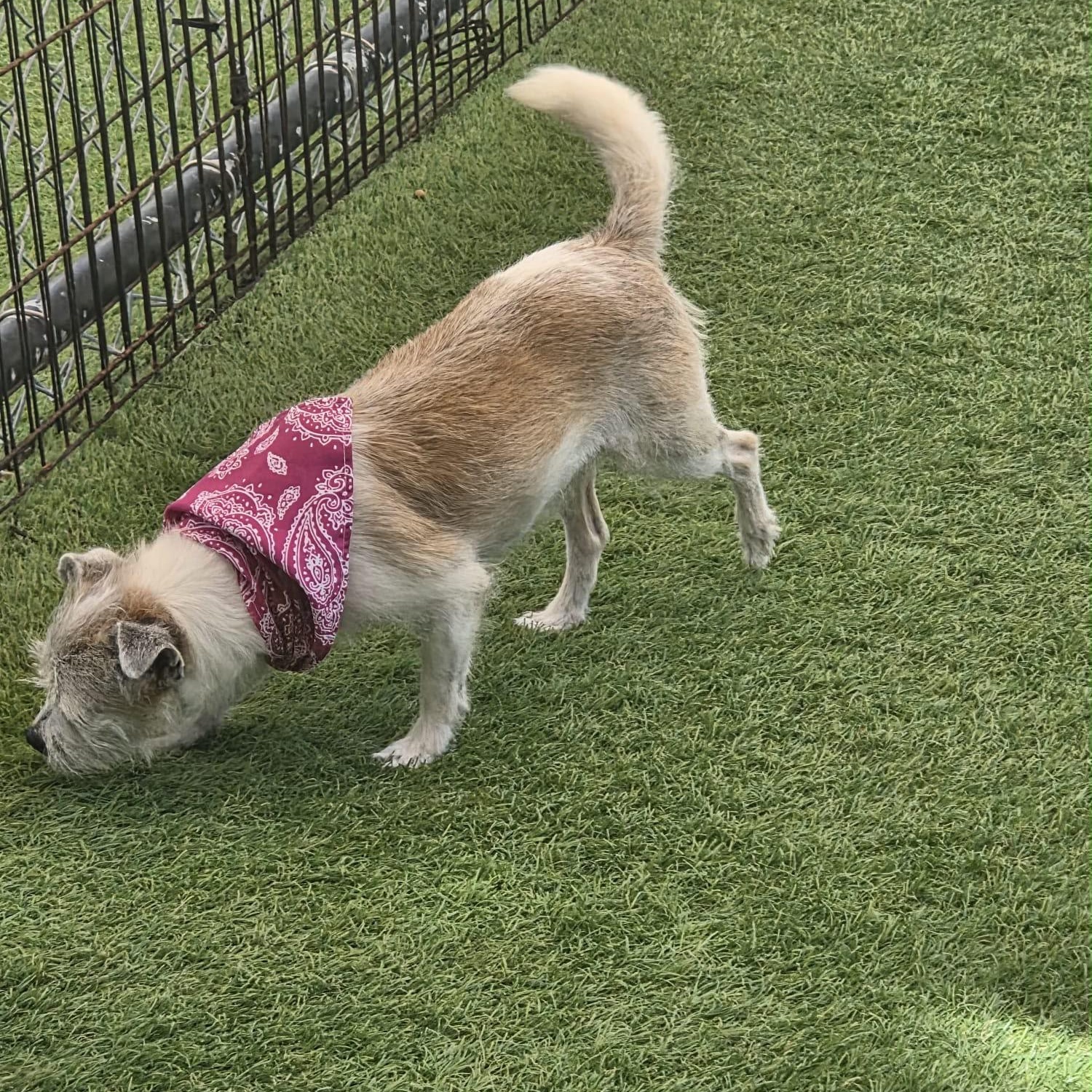 Enlarge Mini, a Adoptable Terrier in Levittown , PA image 4/5