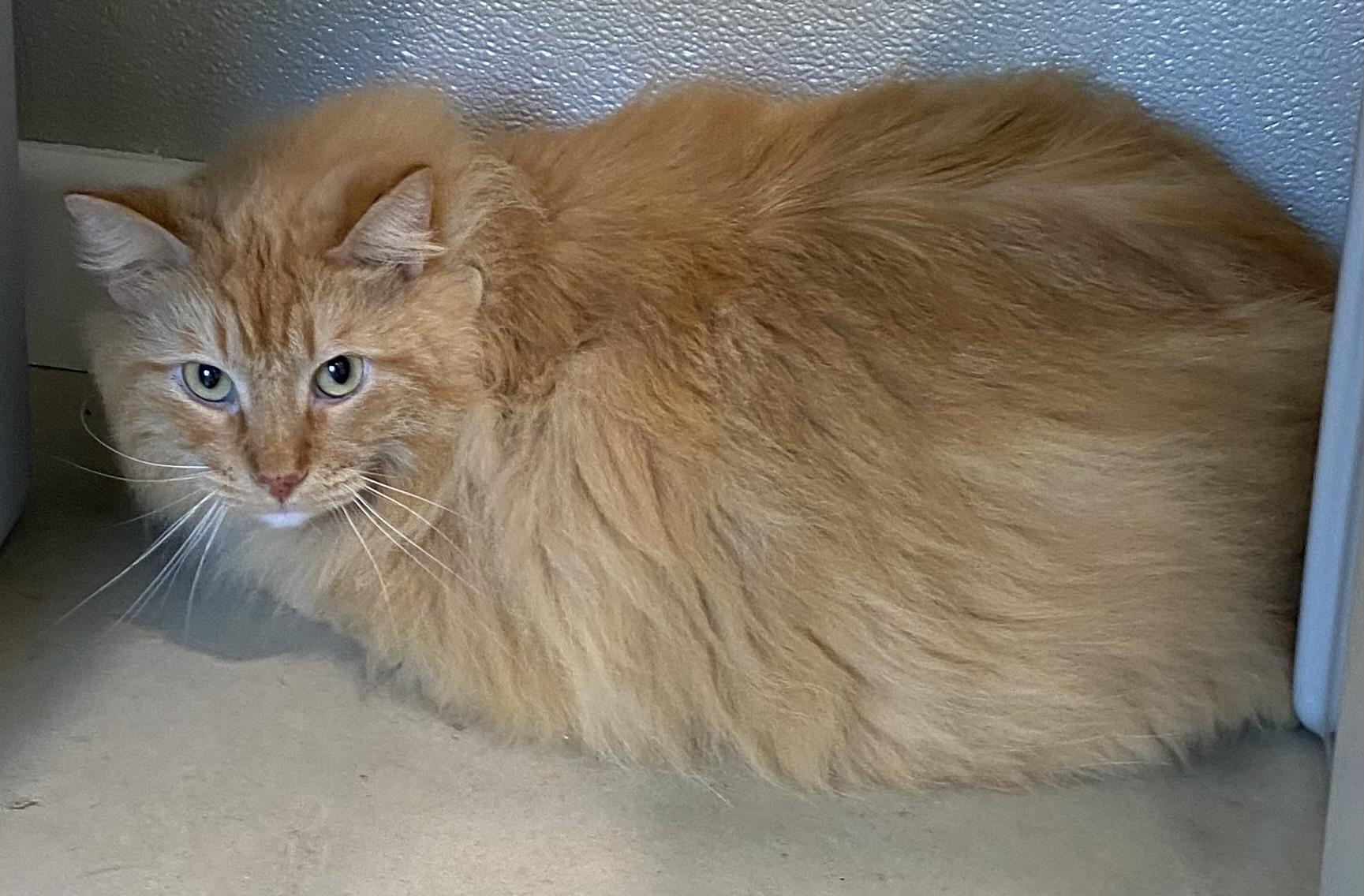 Jack-O-Lantern, Young Male Domestic Long Hair