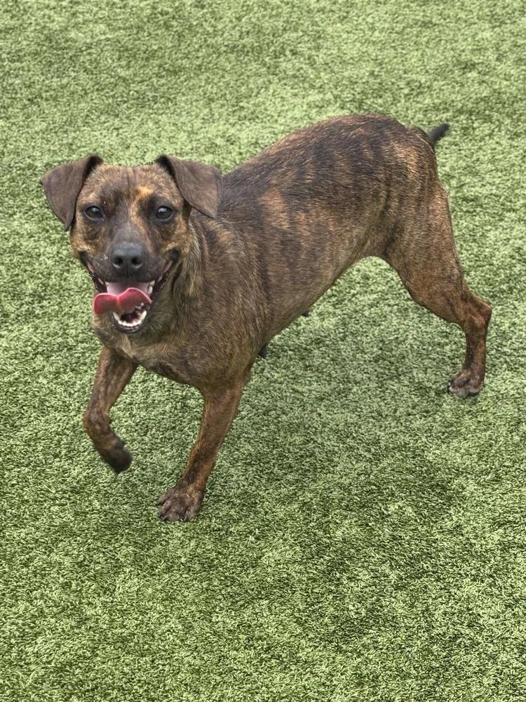 Enlarge Rose, a Adoptable mixed breed in Godfrey, IL image 2/4
