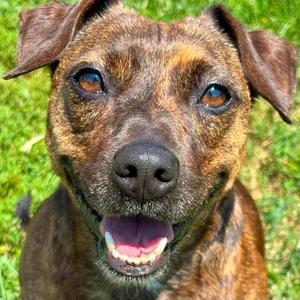 Enlarge Rose, a Adoptable mixed breed in Godfrey, IL image 3/4