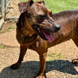 Enlarge Rose, a Adoptable mixed breed in Godfrey, IL image 4/4