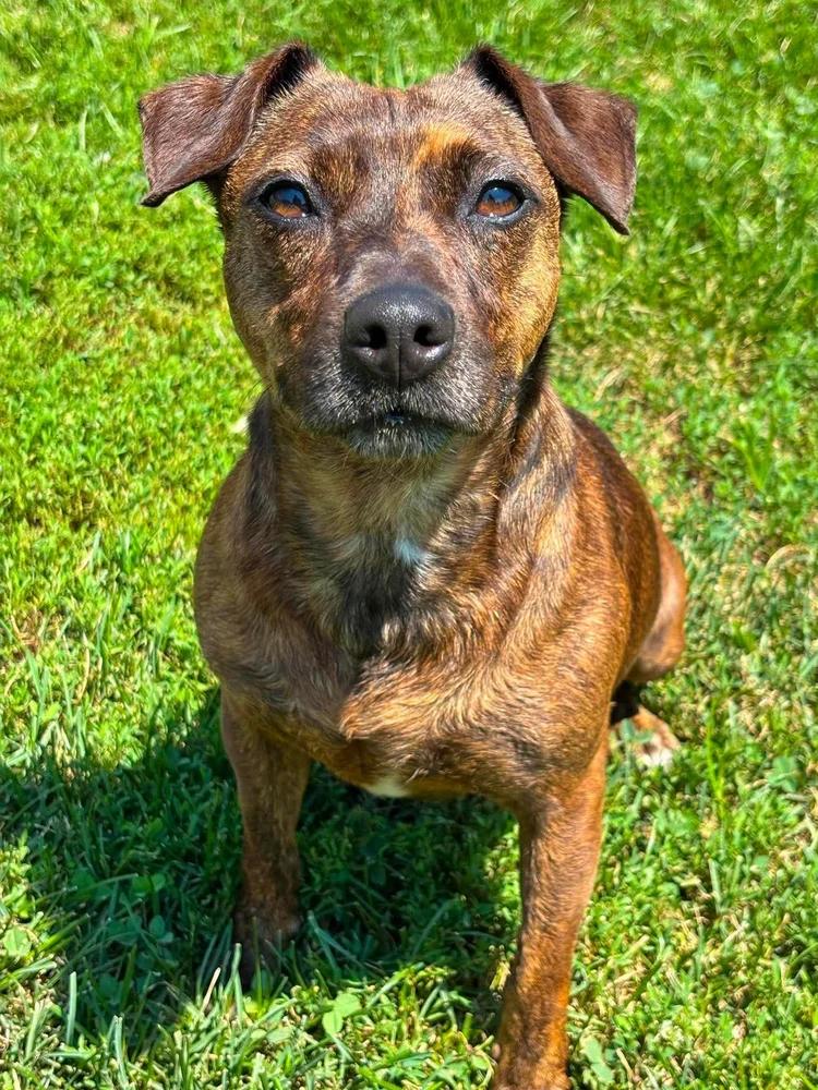 Rose, Adoptable, Adult Female Boston Terrier & Pug.