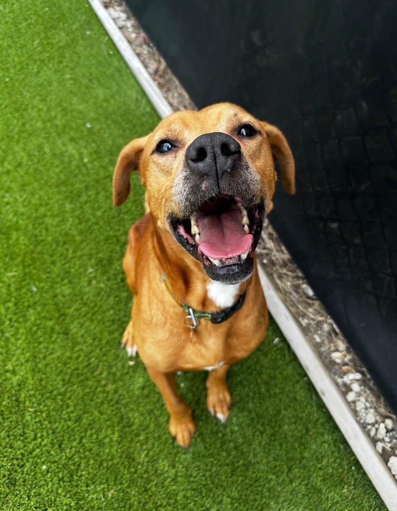 Trader Joe, Adoptable, Senior Male Mixed Breed.