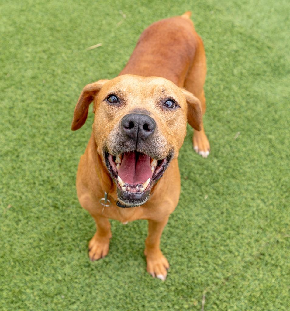 Enlarge Trader Joe, a Adoptable mixed breed in Detroit, MI image 2/6
