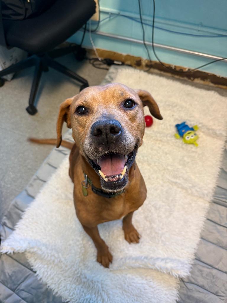Enlarge Trader Joe, a Adoptable mixed breed in Detroit, MI image 3/6