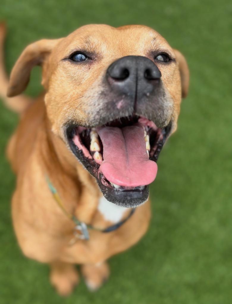 Enlarge Trader Joe, a Adoptable mixed breed in Detroit, MI image 4/6