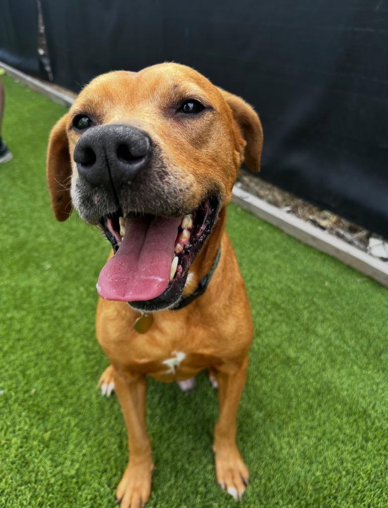 Enlarge Trader Joe, a Adoptable mixed breed in Detroit, MI image 5/6