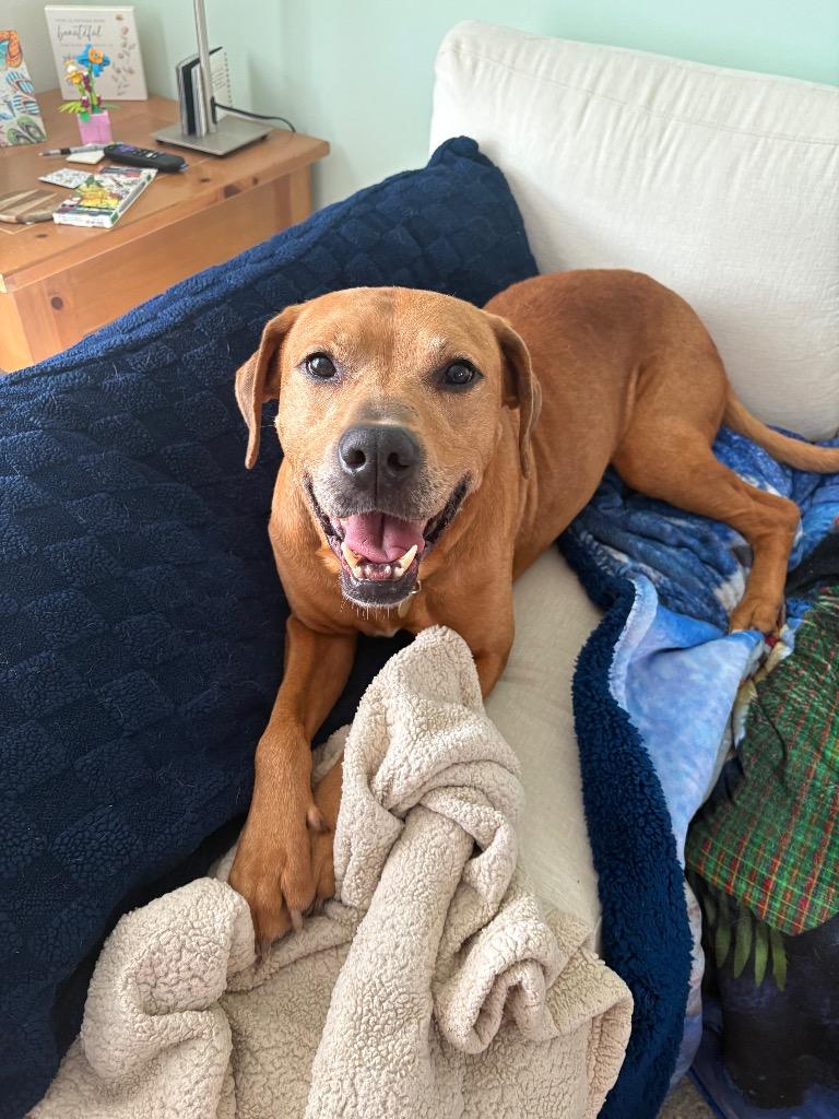 Trader Joe, a Adoptable mixed breed in Detroit, MI image 5/6
