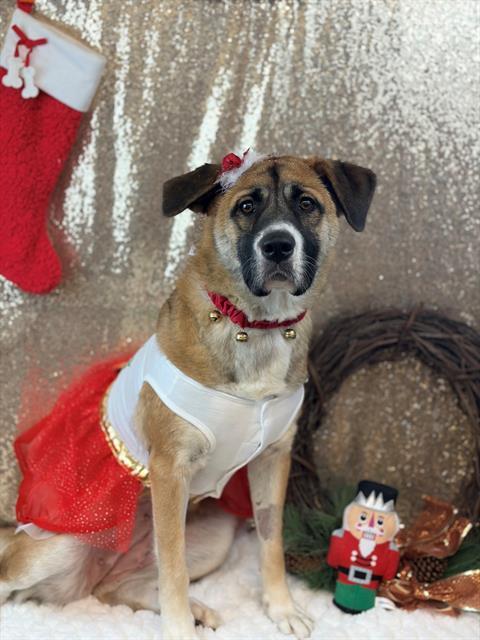 ALASKA, Adoptable, Young Female Anatolian Shepherd & Mixed Breed.