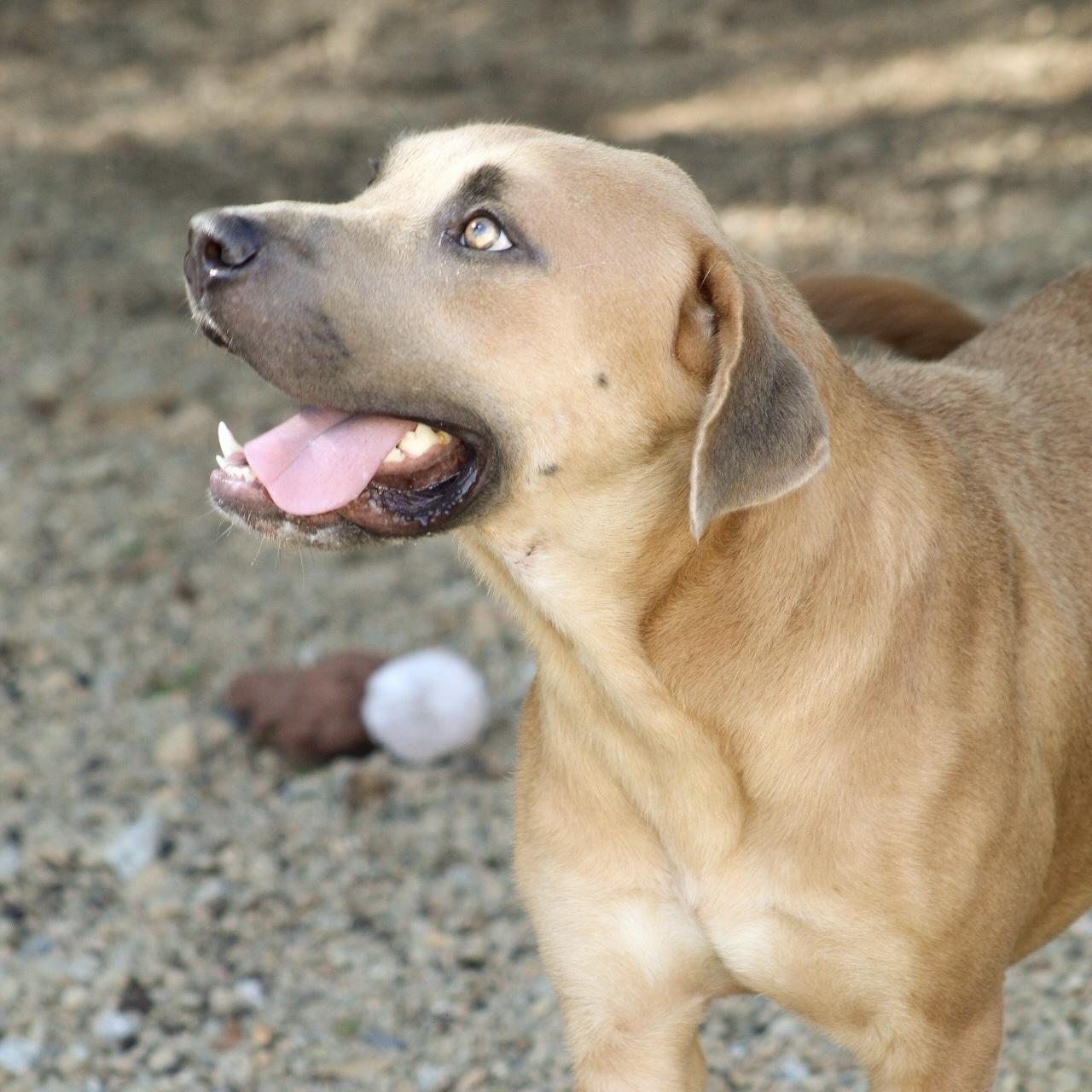 Enlarge Kai, a Adoptable mixed breed in West Chester, PA image 6/6