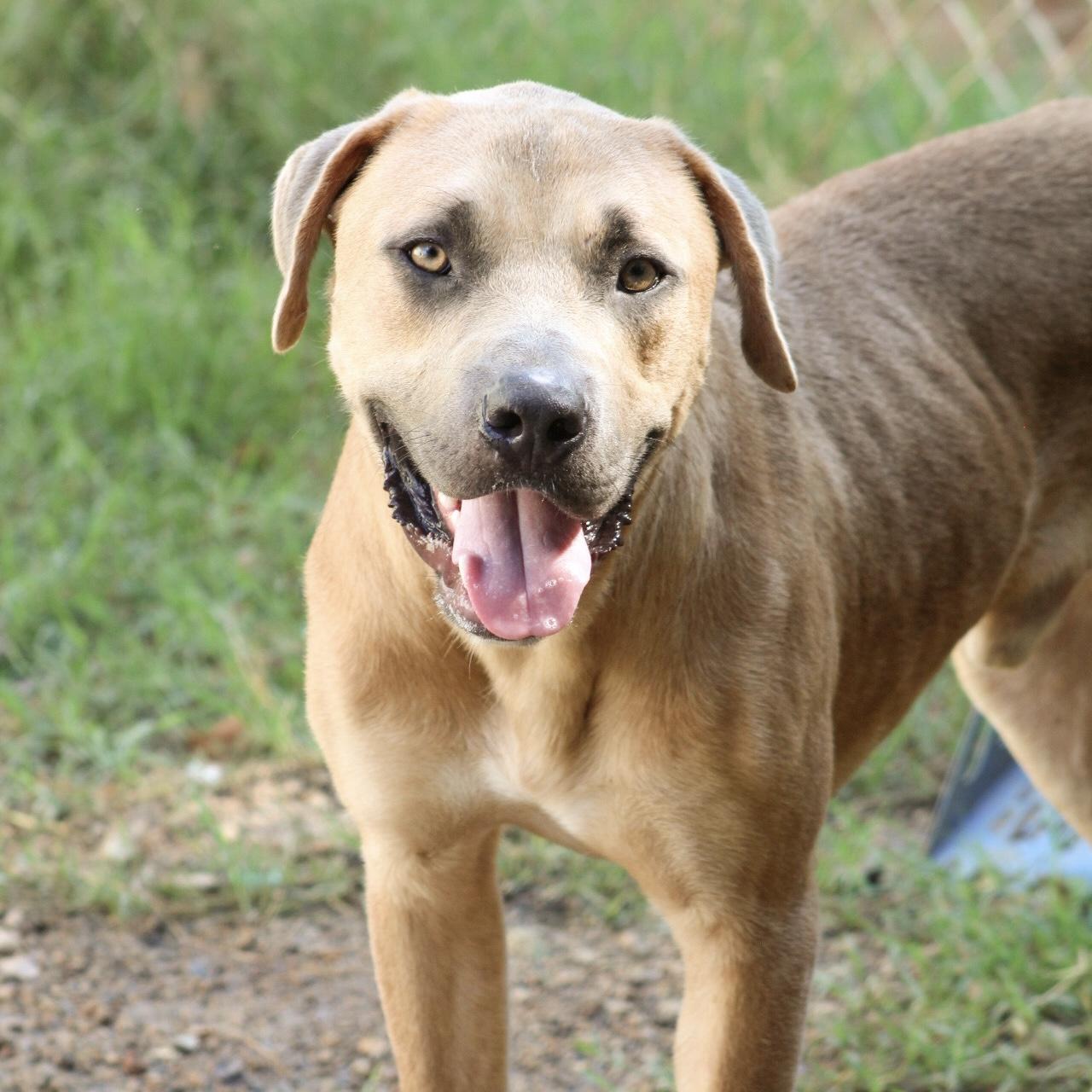 Enlarge Kai, a Adoptable mixed breed in West Chester, PA image 3/6