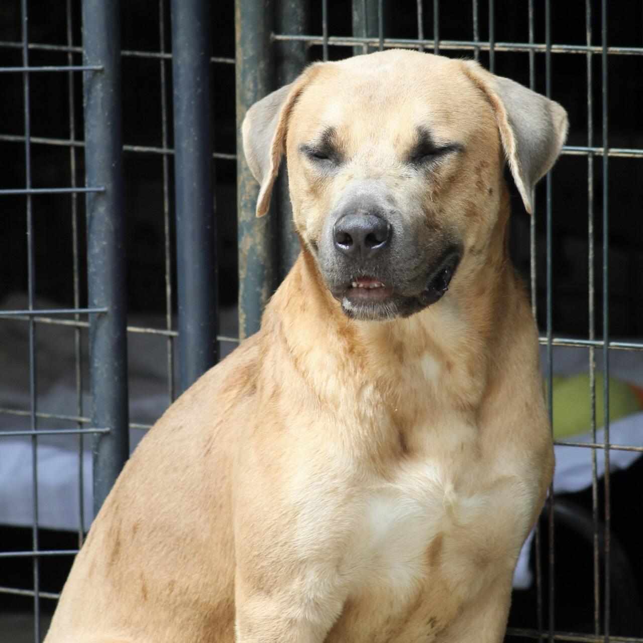 Enlarge Kai, a Adoptable mixed breed in West Chester, PA image 5/6