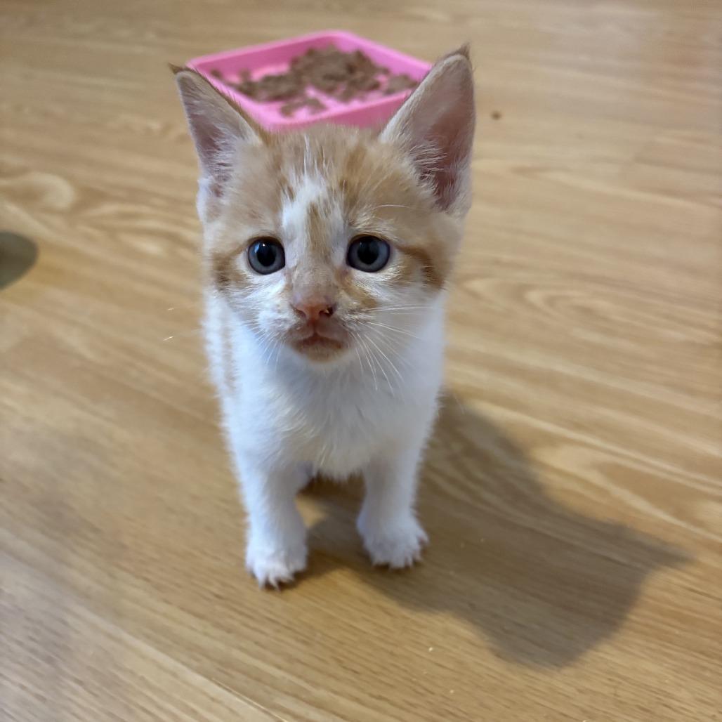 Enlarge Turnover, a Adoptable Domestic Short Hair in Asheville, NC image 1/6