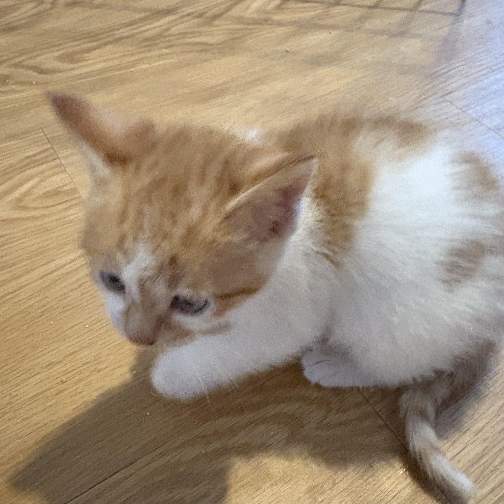 Enlarge Turnover, a Adoptable Domestic Short Hair in Asheville, NC image 2/6