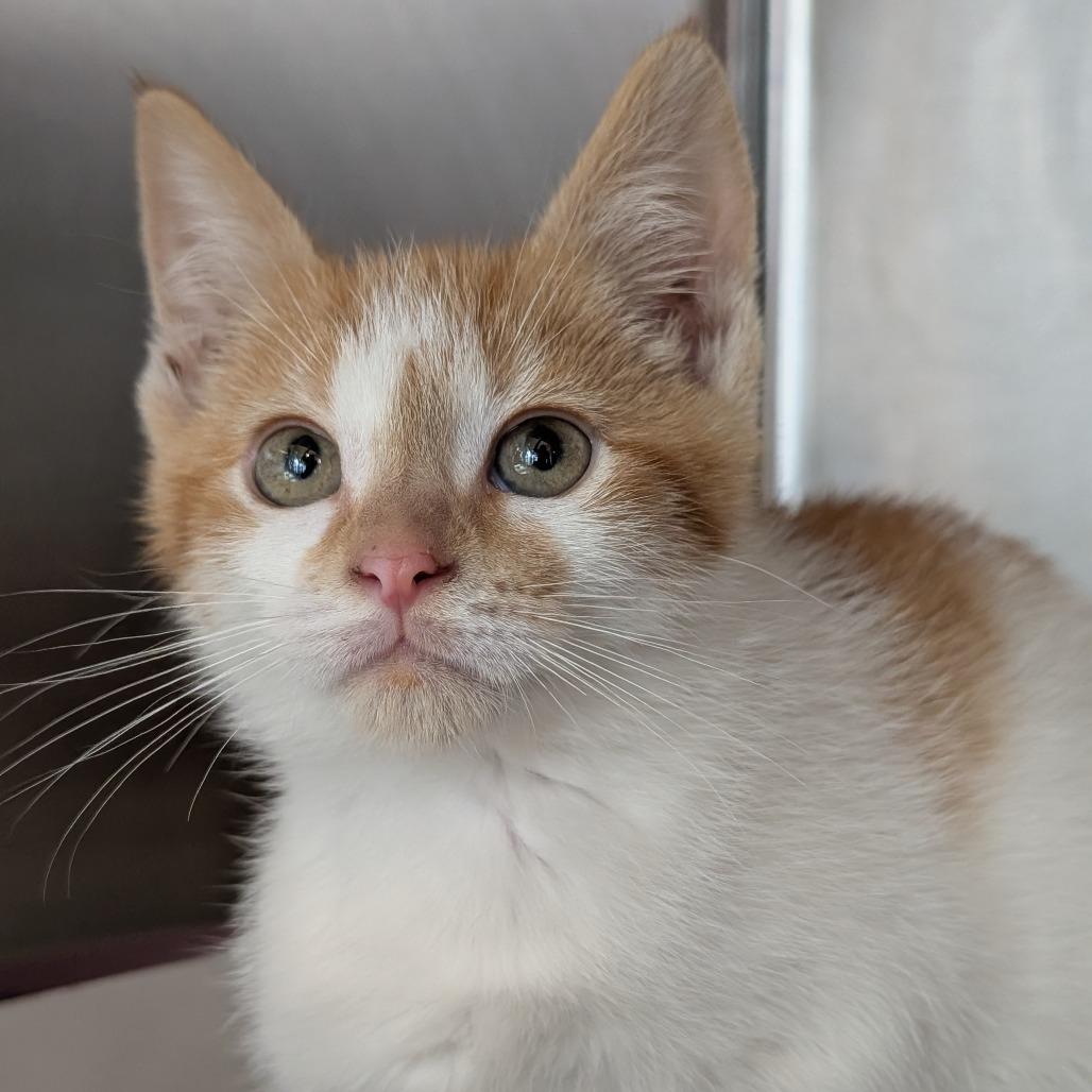 Enlarge Turnover, a Adoptable Domestic Short Hair in Asheville, NC image 3/6