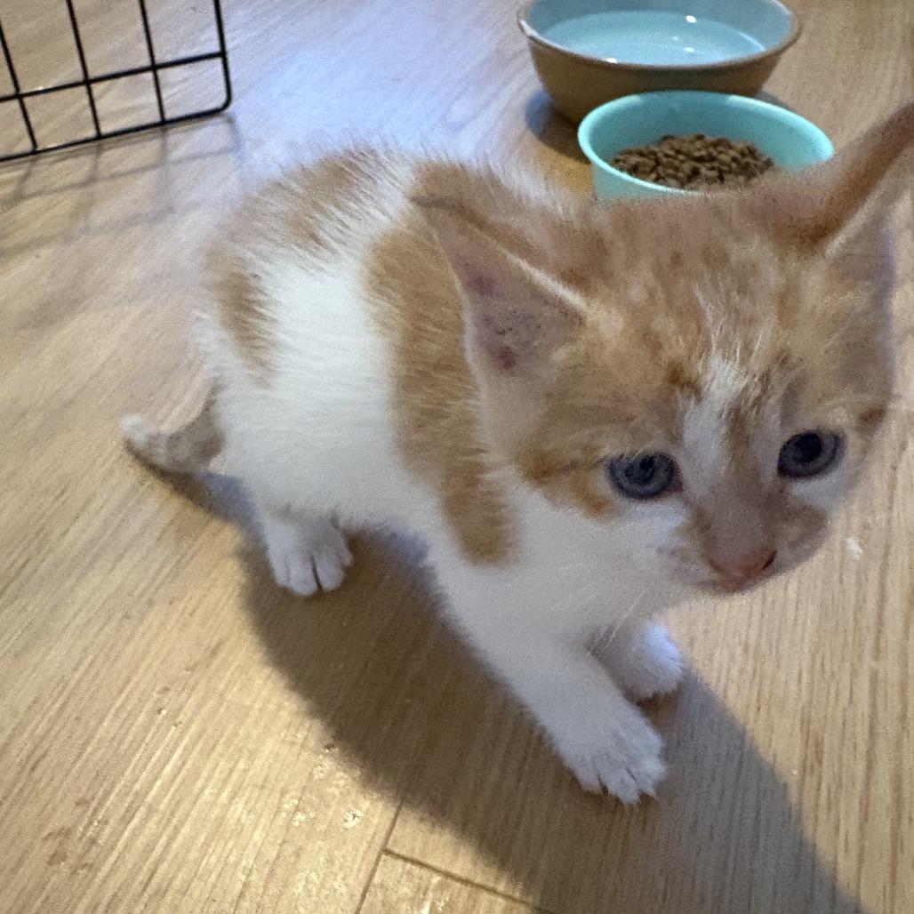 Enlarge Turnover, a Adoptable Domestic Short Hair in Asheville, NC image 4/6