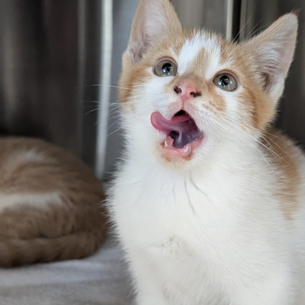Enlarge Turnover, a Adoptable Domestic Short Hair in Asheville, NC image 5/6