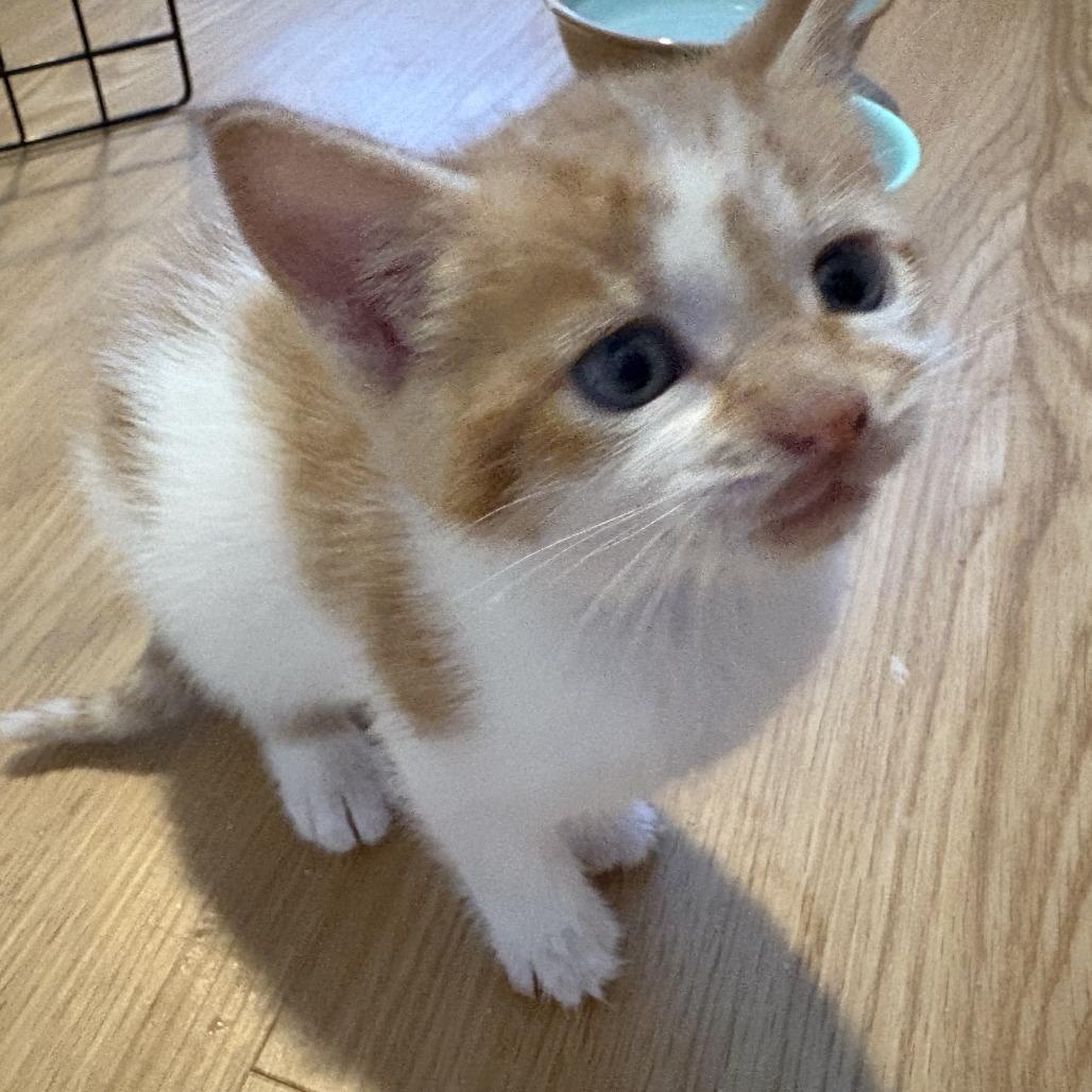 Enlarge Turnover, a Adoptable Domestic Short Hair in Asheville, NC image 6/6