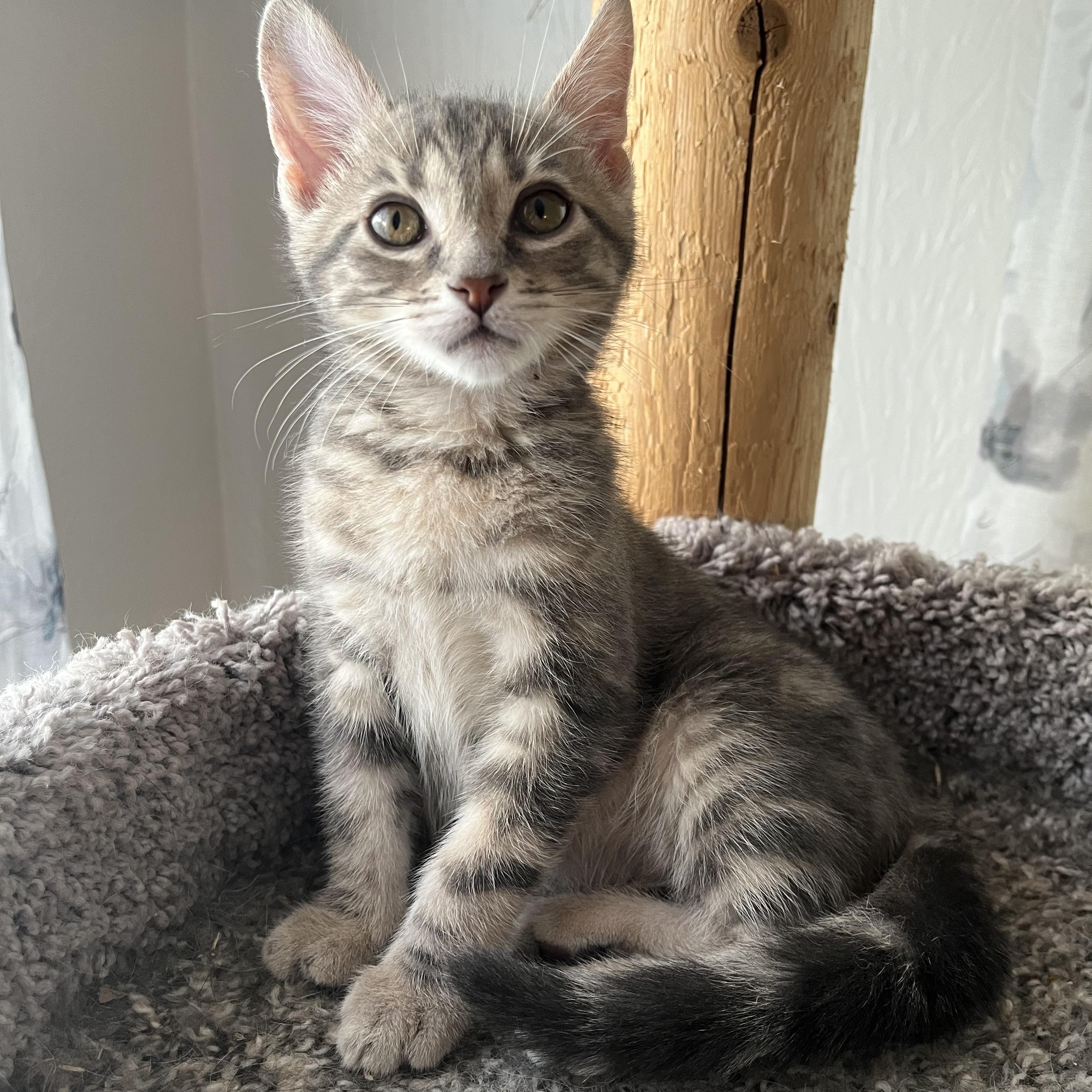 Enlarge Kahlua, an adopted mixed breed in Massillon, OH image 2/4