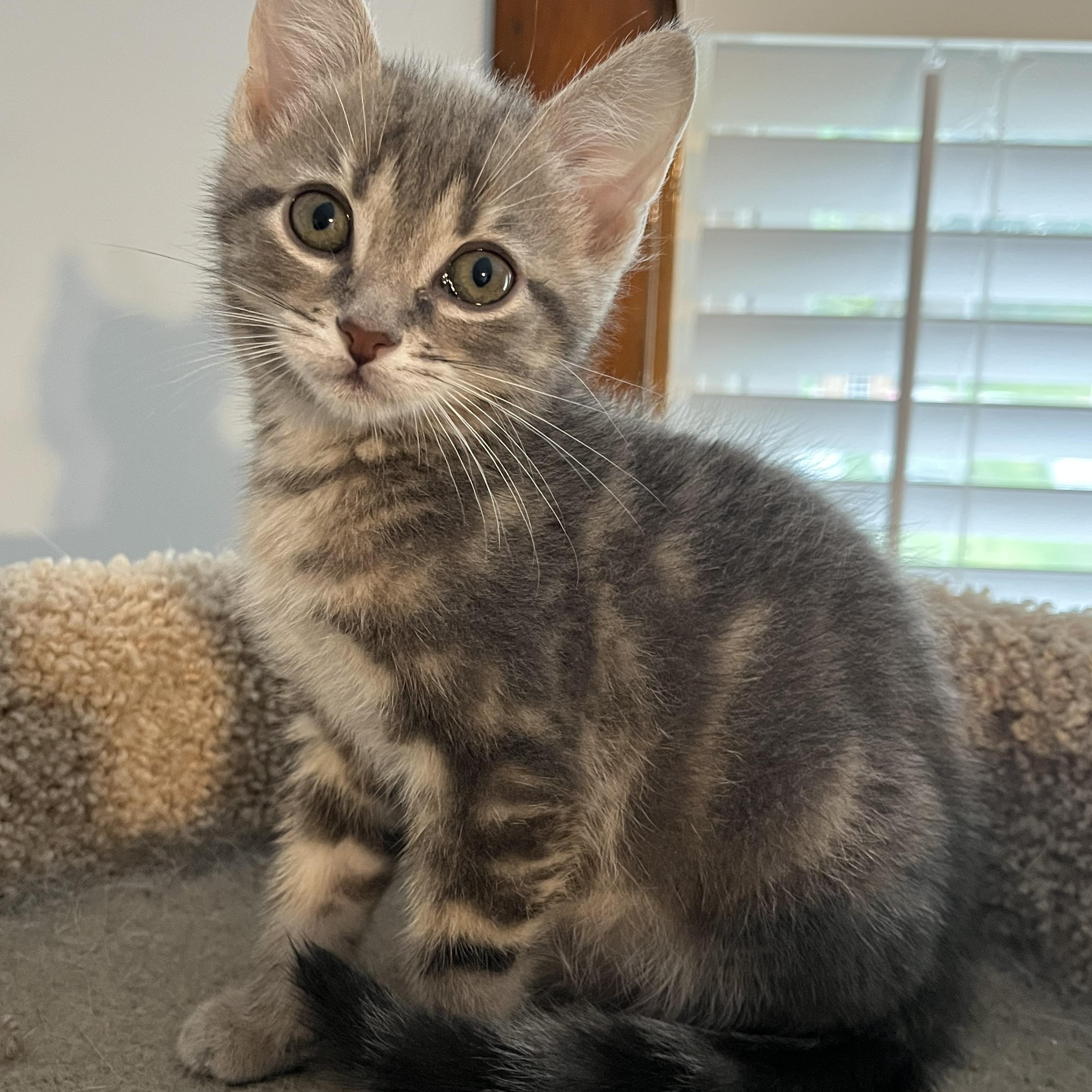 Enlarge Kahlua, an adopted mixed breed in Massillon, OH image 4/4