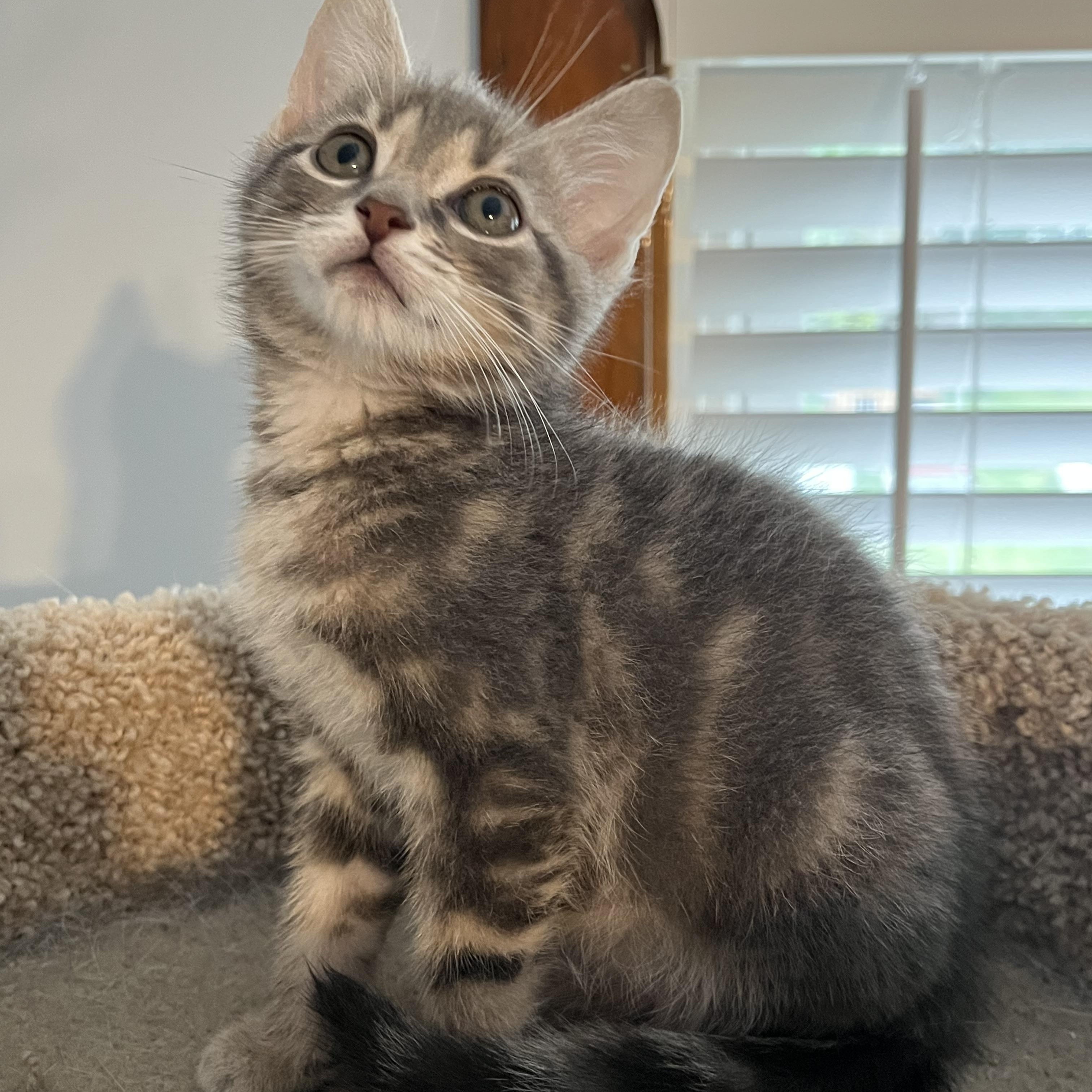 Enlarge Kahlua, an adopted mixed breed in Massillon, OH image 3/4