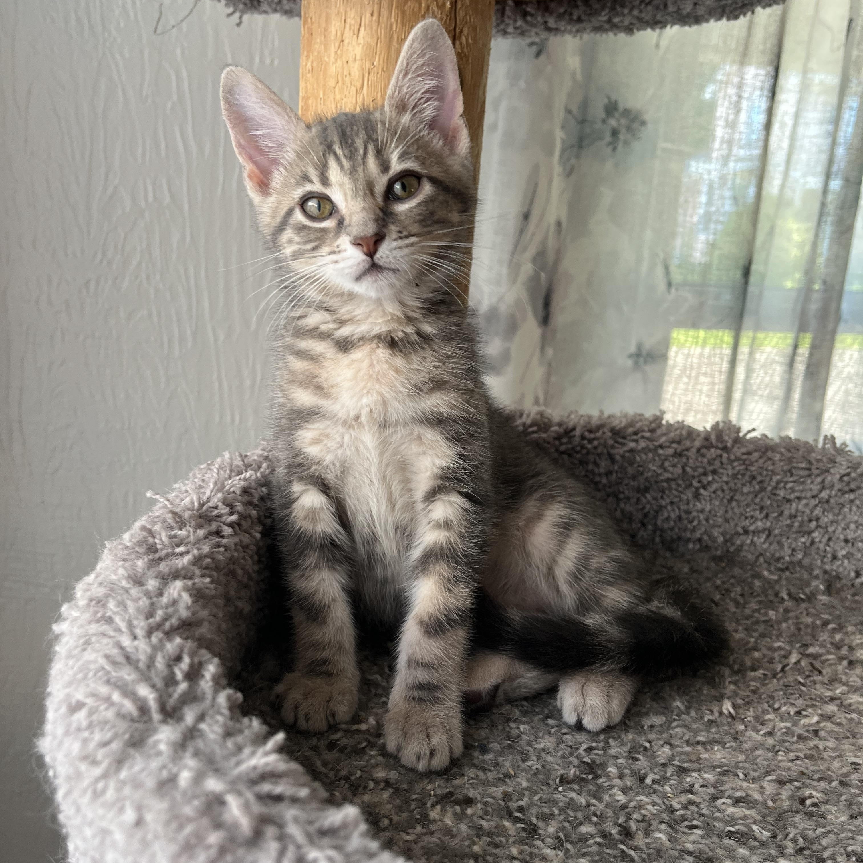 Enlarge Kahlua, an adopted mixed breed in Massillon, OH image 1/4
