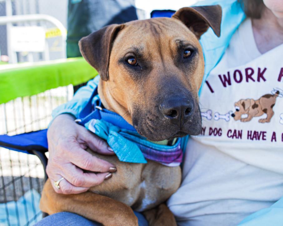 RAMBO, Adoptable, Young Male Pit Bull Terrier.