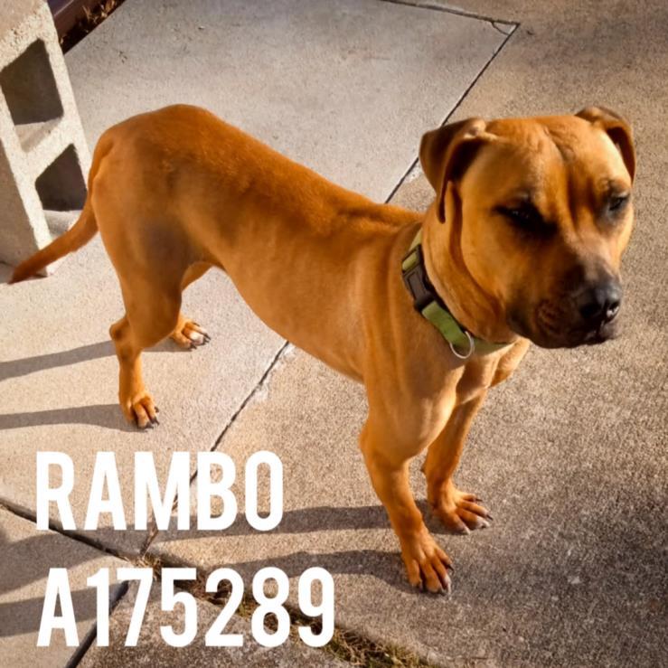 Enlarge RAMBO, a Adoptable Pit Bull Terrier in Tulsa, OK image 1/1