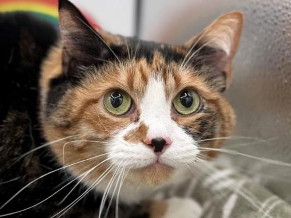 Pixie Su — thumbnail 2