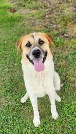 Enlarge Mikey, a Adoptable Mixed Breed in Greenville, KY image 1/1