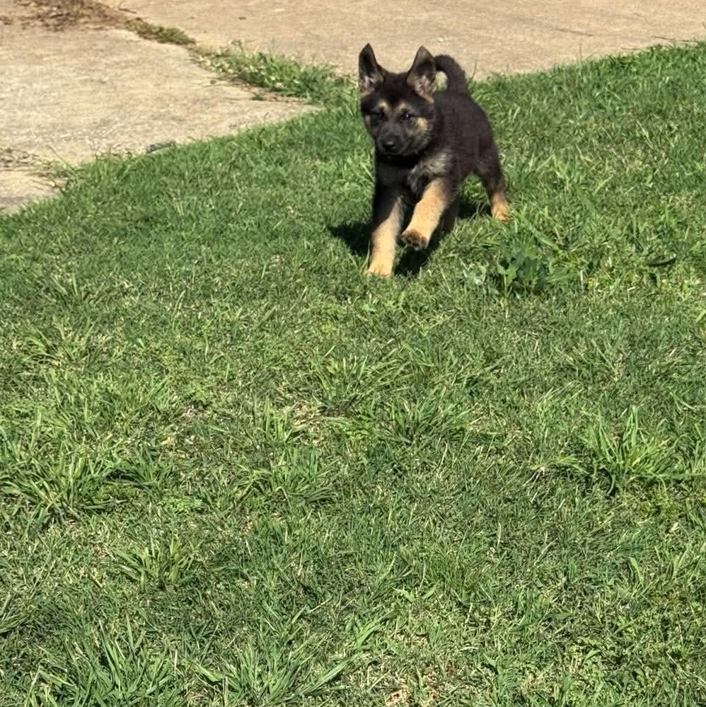 Jafar , an adopted German Shepherd Dog in Justin, TX image 3/3