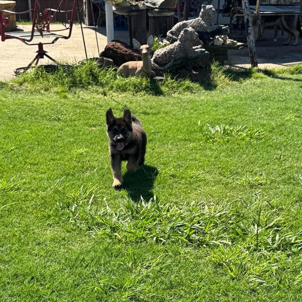 Jafar , an adopted German Shepherd Dog in Justin, TX image 2/3