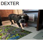 Enlarge Dexter (A457672), a Adoptable mixed breed in Spring Hill, KS image 1/3