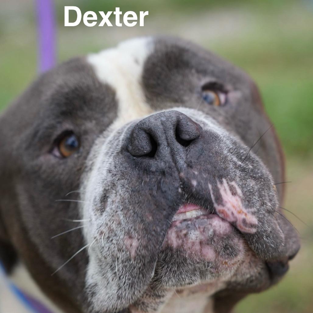 Enlarge Dexter (A457672), a Adoptable mixed breed in Spring Hill, KS image 3/3