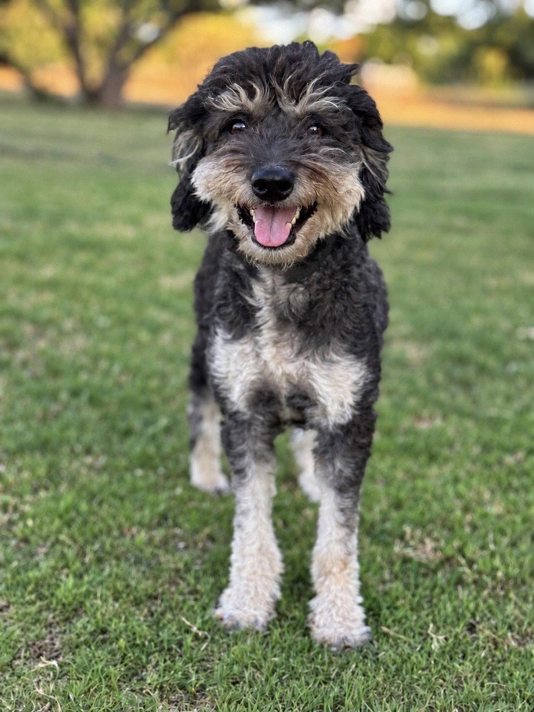 Emmie, Adoptable, Adult Female Poodle & Schnauzer.