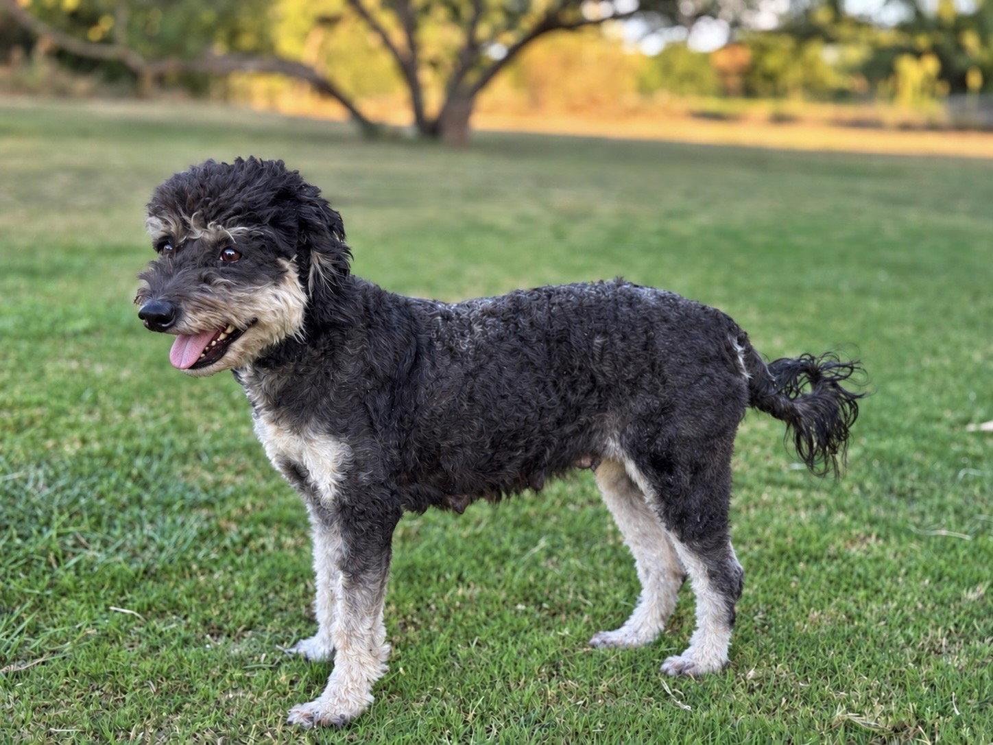 Enlarge Emmie, a Adoptable mixed breed in Helotes, TX image 2/3