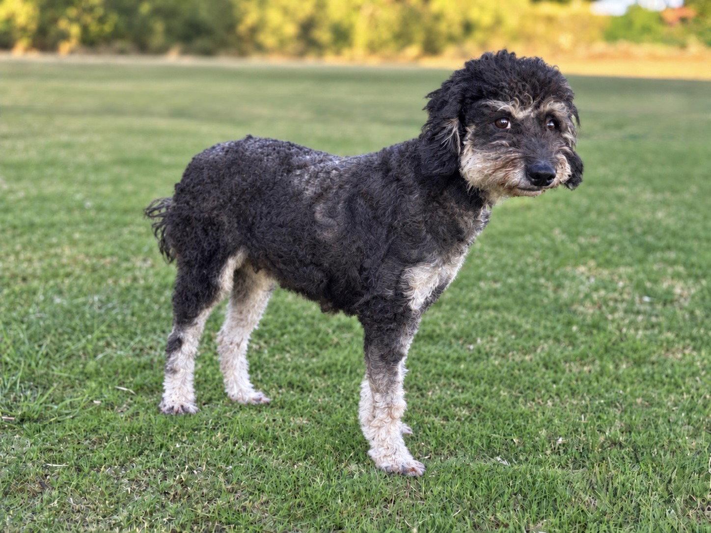 Enlarge Emmie, a Adoptable mixed breed in Helotes, TX image 3/3
