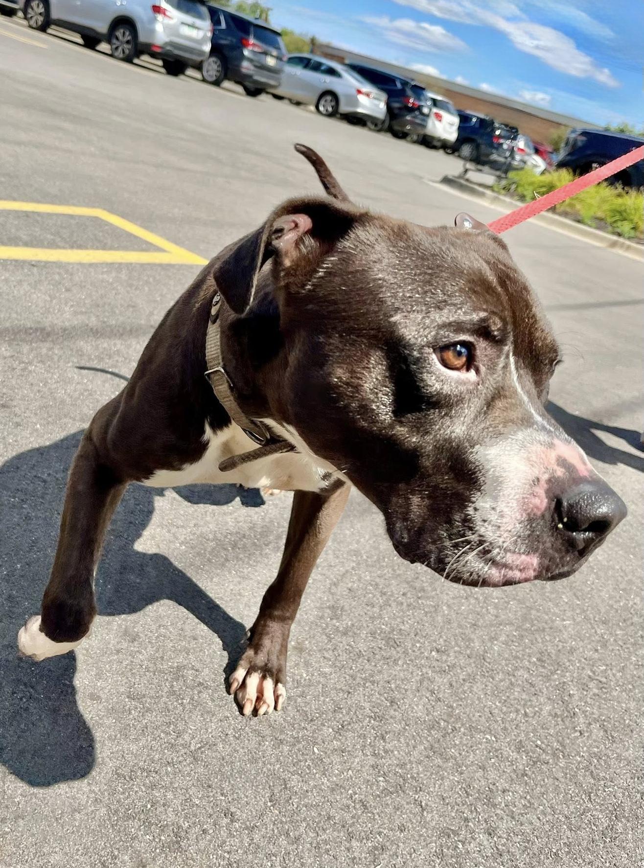 Enlarge KOBE- Needs a foster/forever home!, a Adoptable mixed breed in Birmingham, MI image 5/6