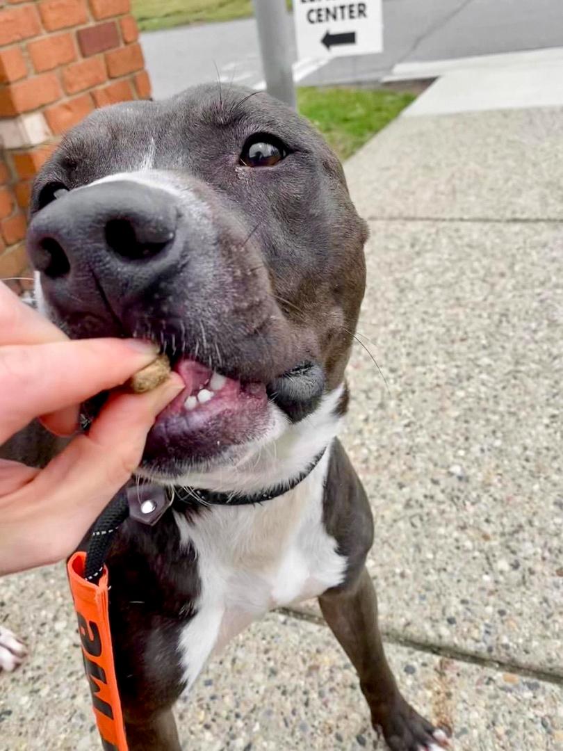 KOBE- Needs a foster/forever home! — thumbnail 2