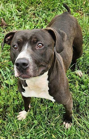 KOBE- Needs a foster/forever home! — thumbnail 3